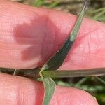 Dianthus carthusianorum Blad