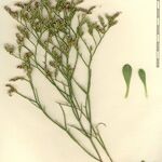 Limonium dodartii Other