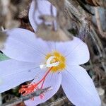 Crocus pulchellus 花