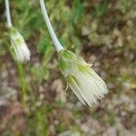 Chardinia orientalis Blüte