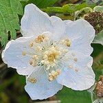 Rubus pruinosus Flower