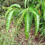 Solanum bahamense Hoja