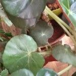 Begonia erythrophylla Hábito