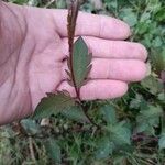 Bidens tripartita Leaf