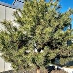 Pinus contorta Alkat (teljes növény)