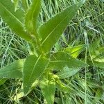 Cirsium monspessulanum पत्ता