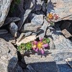 Saxifraga biflora Folha