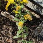 Solidago rugosa Hábito