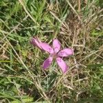 Dianthus deltoides Flower