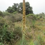 Puya dasylirioides Листок