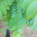 Phyllanthus acidus Leaf