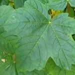 Acer opalusLeaf