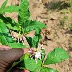 Rauvolfia serpentina Blüte