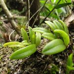 Bulbophyllum cylindrobulbum 果實