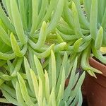 Dudleya edulis Yaprak