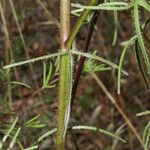 Cordylanthus rigidus چھال