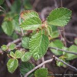 Acalypha californica 葉