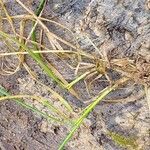 Agrostis stolonifera Leaf