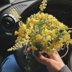 Helichrysum arenarium Кветка