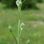 Camelina microcarpa Плод