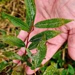 Salix daphnoides Hostoa