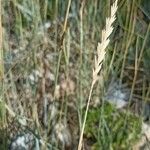 Leymus arenarius Flower