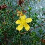 Hypericum balearicum 花