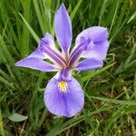 Iris virginica Blomst