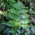 Cyathea cyatheoides Облик