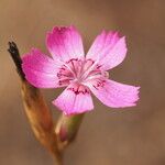 Dianthus laricifolius ফুল