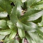 Helleborus argutifolius Leaf