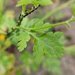 Tanacetum parthenium Blatt