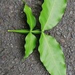 Melicoccus bijugatus Leaf