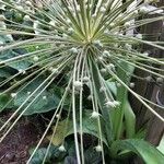 Allium schubertii Blomst