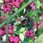 Euonymus europaeus Gyümölcs