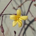 Lactuca muralis Flor