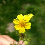 Potentilla crantzii 花