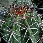 Melocactus intortus خشب