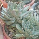 Pachyphytum bracteosum পাতা