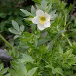 Polemonium carneum Habitat