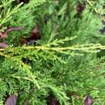 Chamaecyparis thyoides Leaf