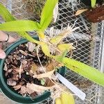 Oncidium sphacelatum Blatt