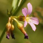 Melochia pyramidata Bloem