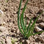 Allium cepa Hoja