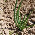 Allium cepa Leaf