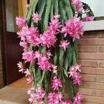 Disocactus phyllanthoides Blüte
