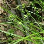 Carex radiata Plod