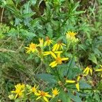 Senecio triangularis Fiore