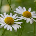 Leucanthemum gracilicaule