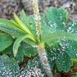 Cerastium alpinum 樹皮